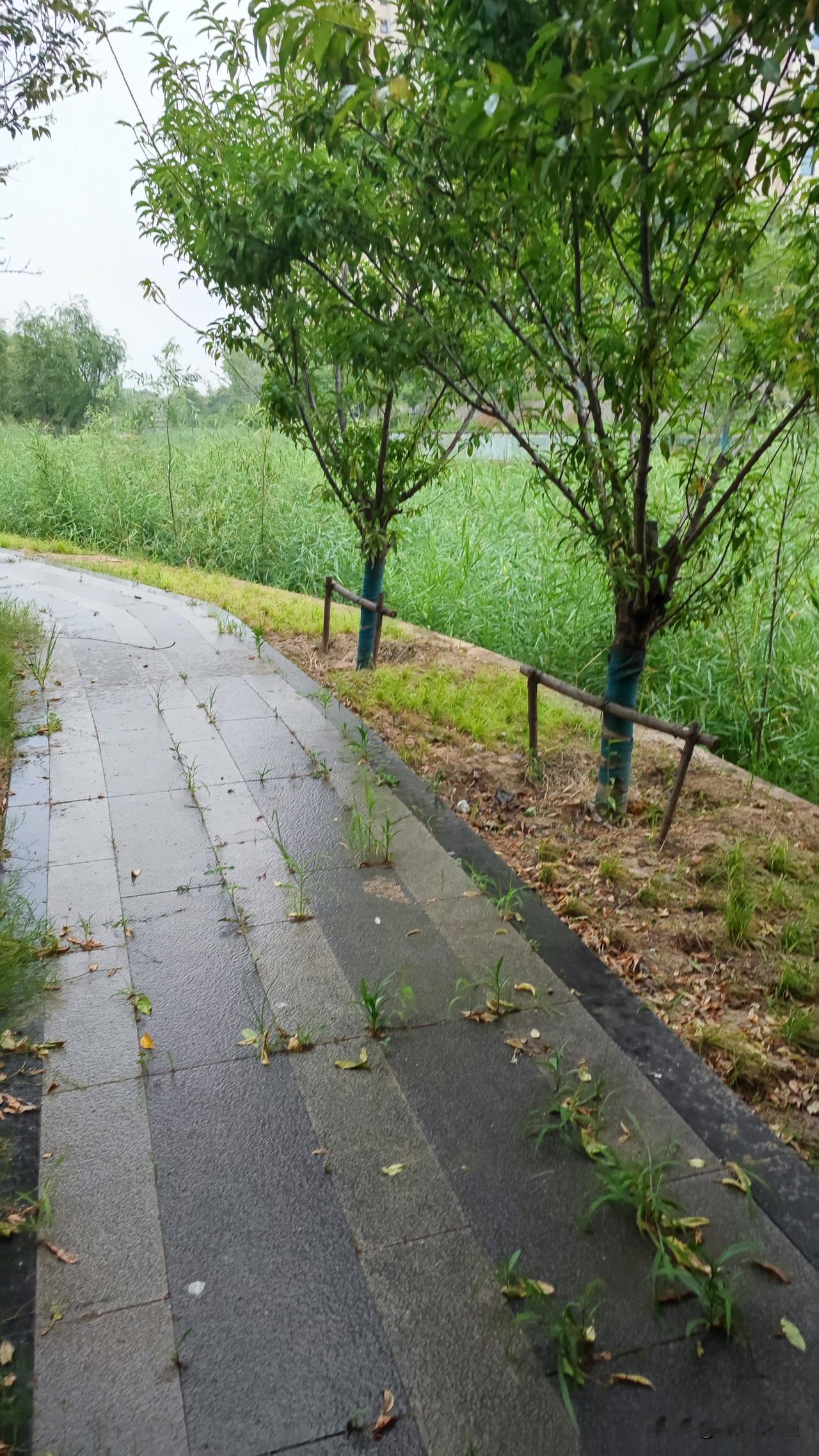 根据目前天空的乌云来判断，这次的雨可能要持续一段时间。
你在郑州哪个位置？现在开