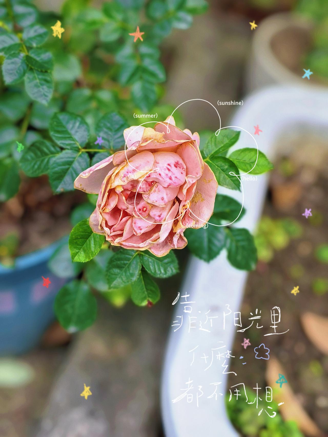 遇景看景，
见花赏花。
生活呢，
并没有深意。
幸福和遗憾，
都藏在日常里。