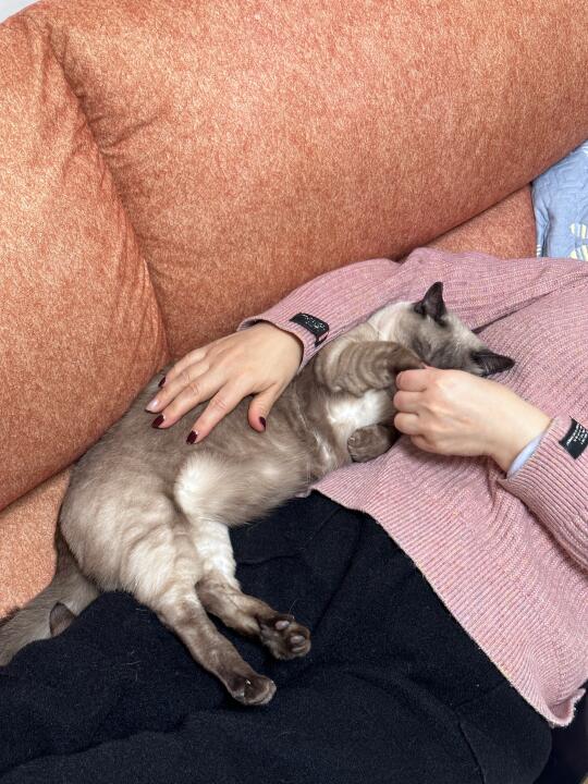 猫猫我啊太舒服了