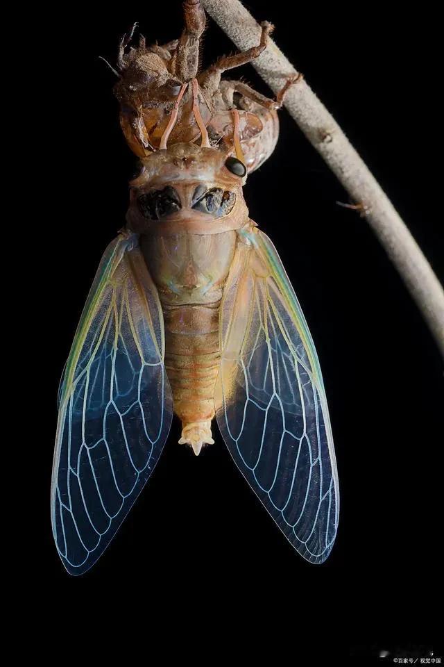 昨天晚上带孩子去石刻公园抓知了猴。没有能进去，再石刻公园入口有志愿者在看守。说是