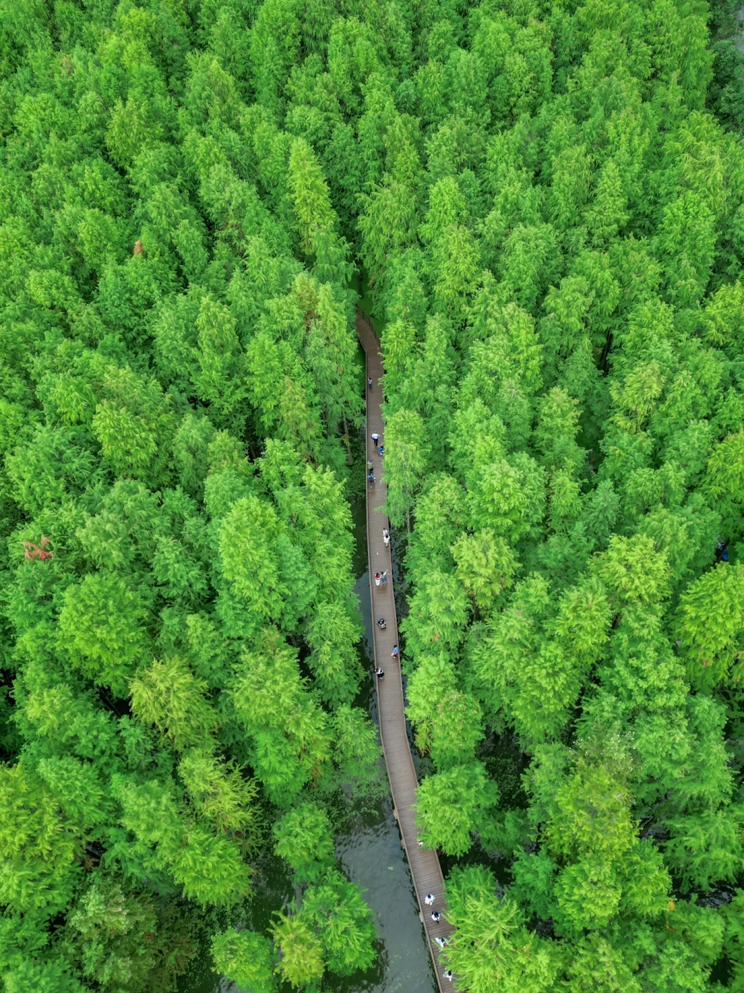 《暑假特种兵极限48h》逛遍杭州18个绿色秘境