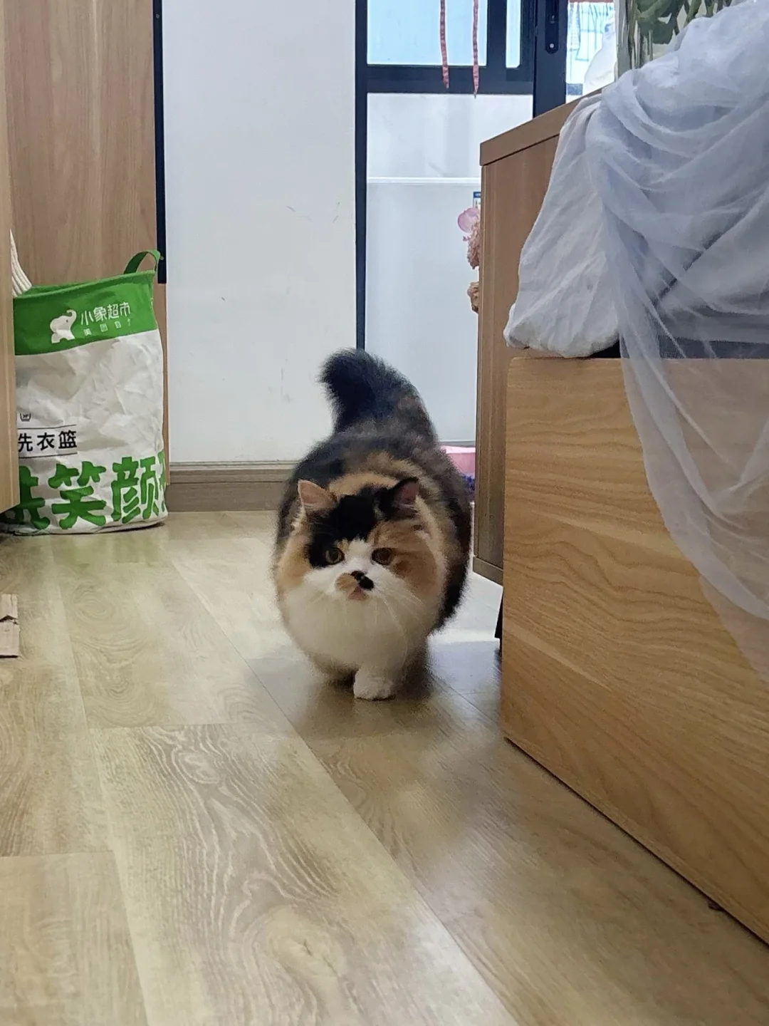 可爱的小猫连尾巴都是圆的