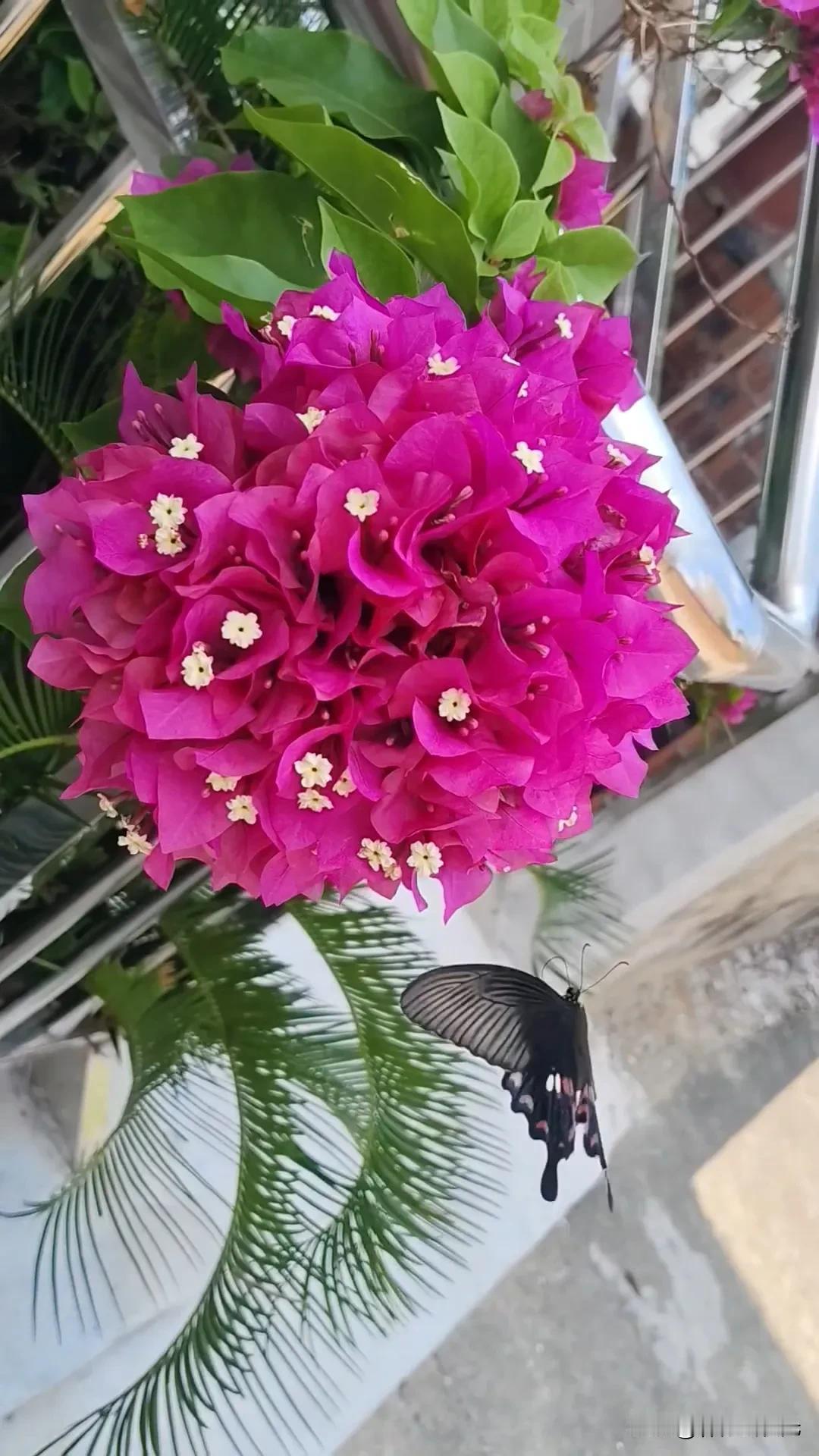 #分享一张最近很舒服的时刻#
此照片一出不得不舒服，蝴蝶🦋
三角梅独有的味芳香