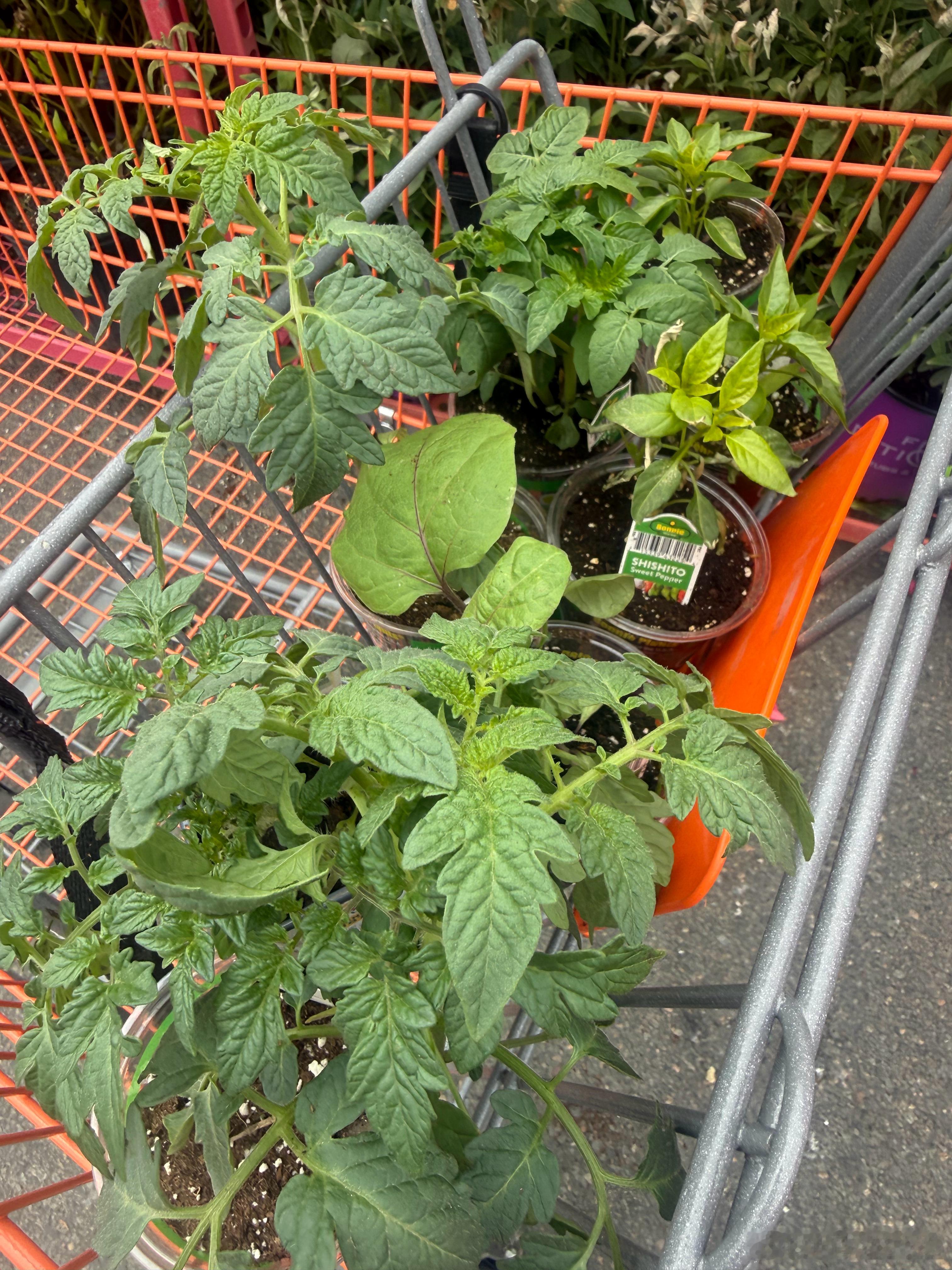 今天去购物，买牛粪买菜苗买花苗。 