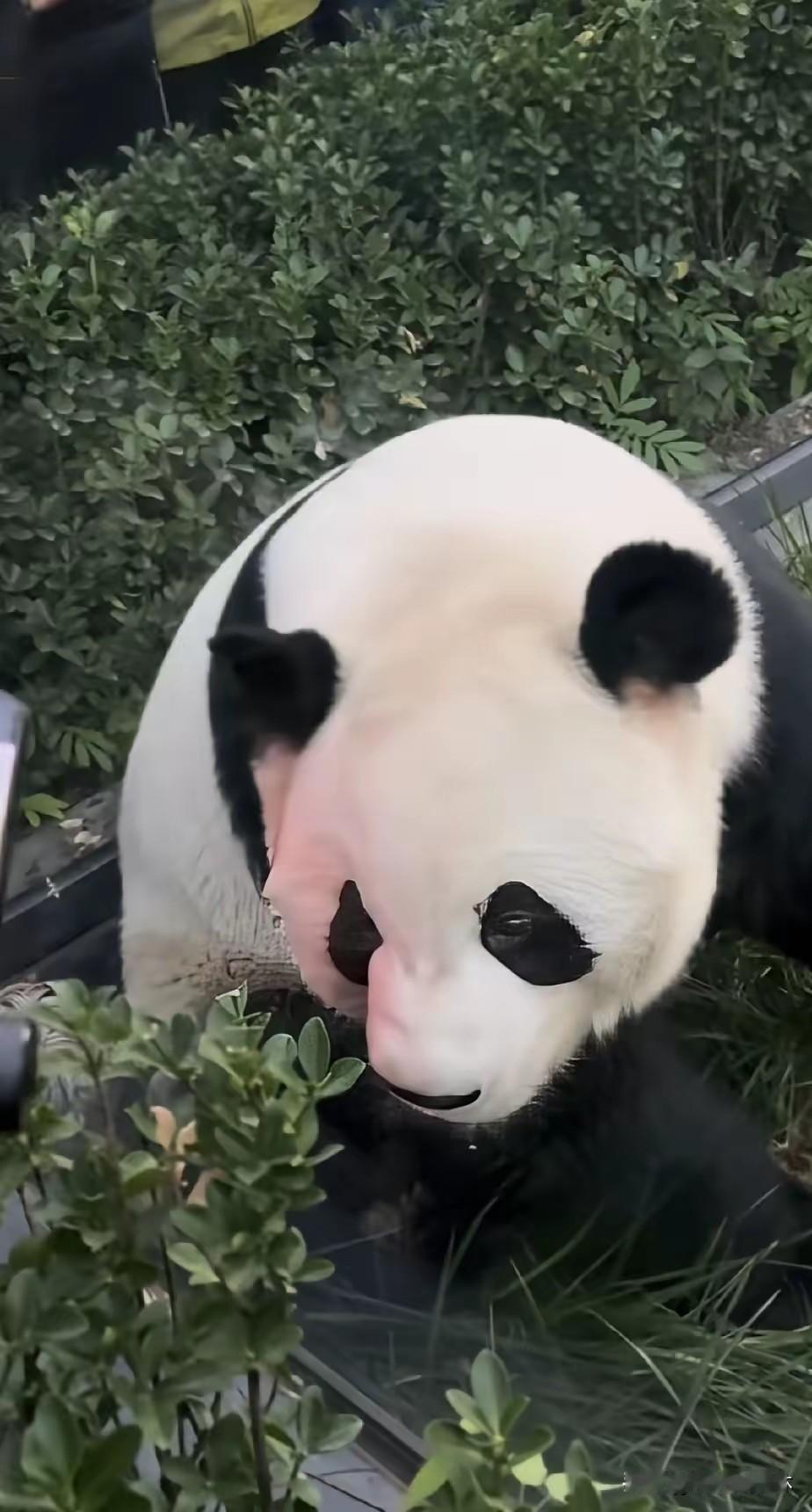 其实萌兰这件事，
大家一直都忽略了一件事。
那就是它这一次能被及时发现，
并不是