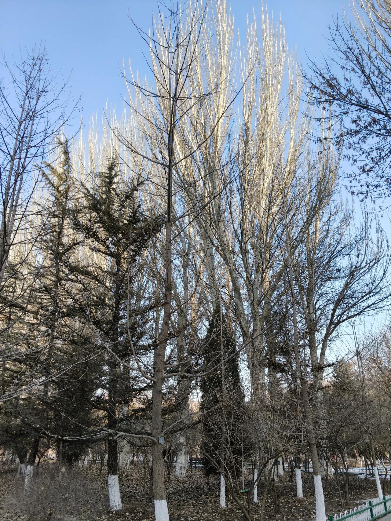 这是今天去兰州植物园拍摄的风景，虽然已经到了春天我们这里的树却没有发芽。

看看