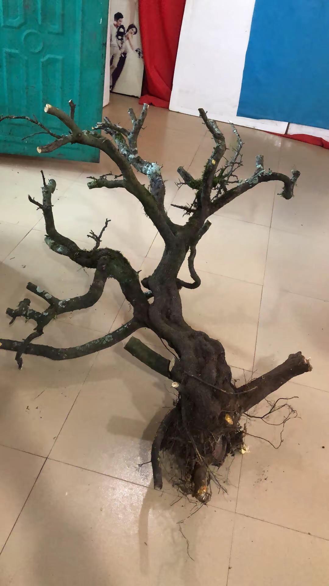 自己的世界,为何需要别人懂？他当领导你能。盆景