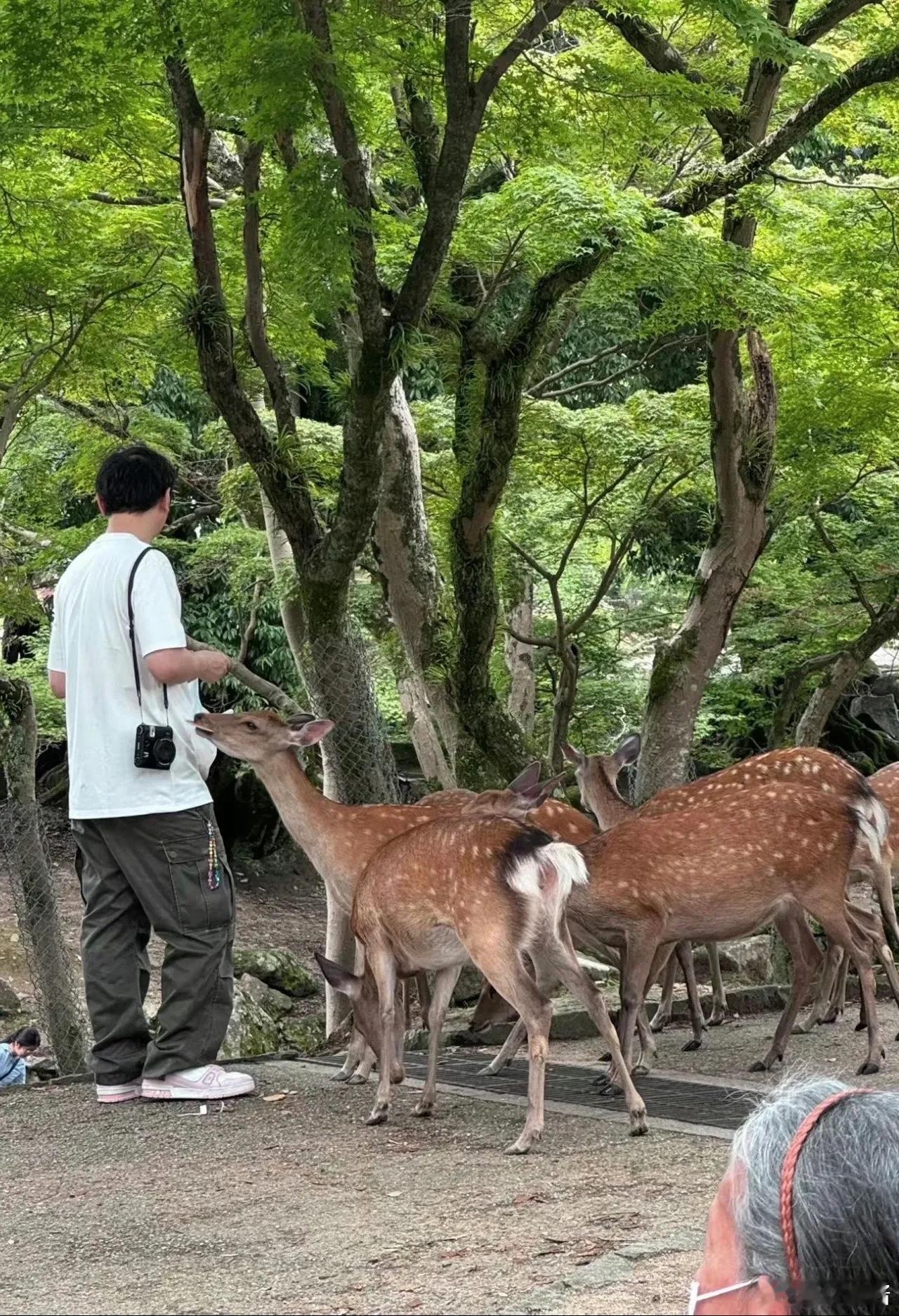 有网友拍到王思聪和懒懒去喂鹿，这新女朋友真漂亮 ​​​