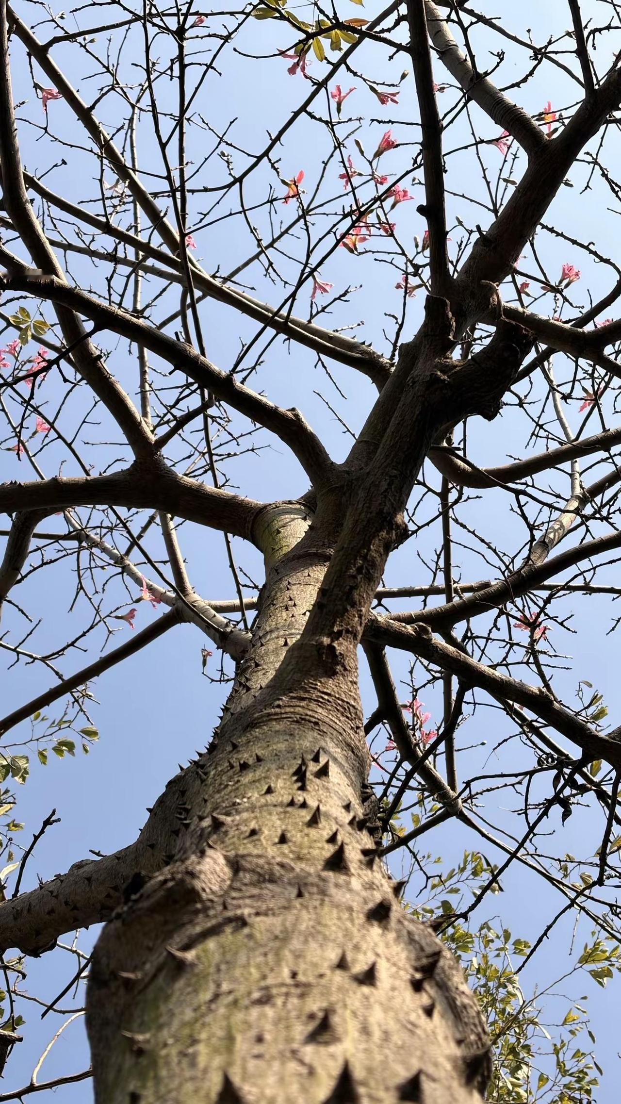 想要一个全是实况的评论区！谁说苹果拍照✋ 实况照片 苹果原相机