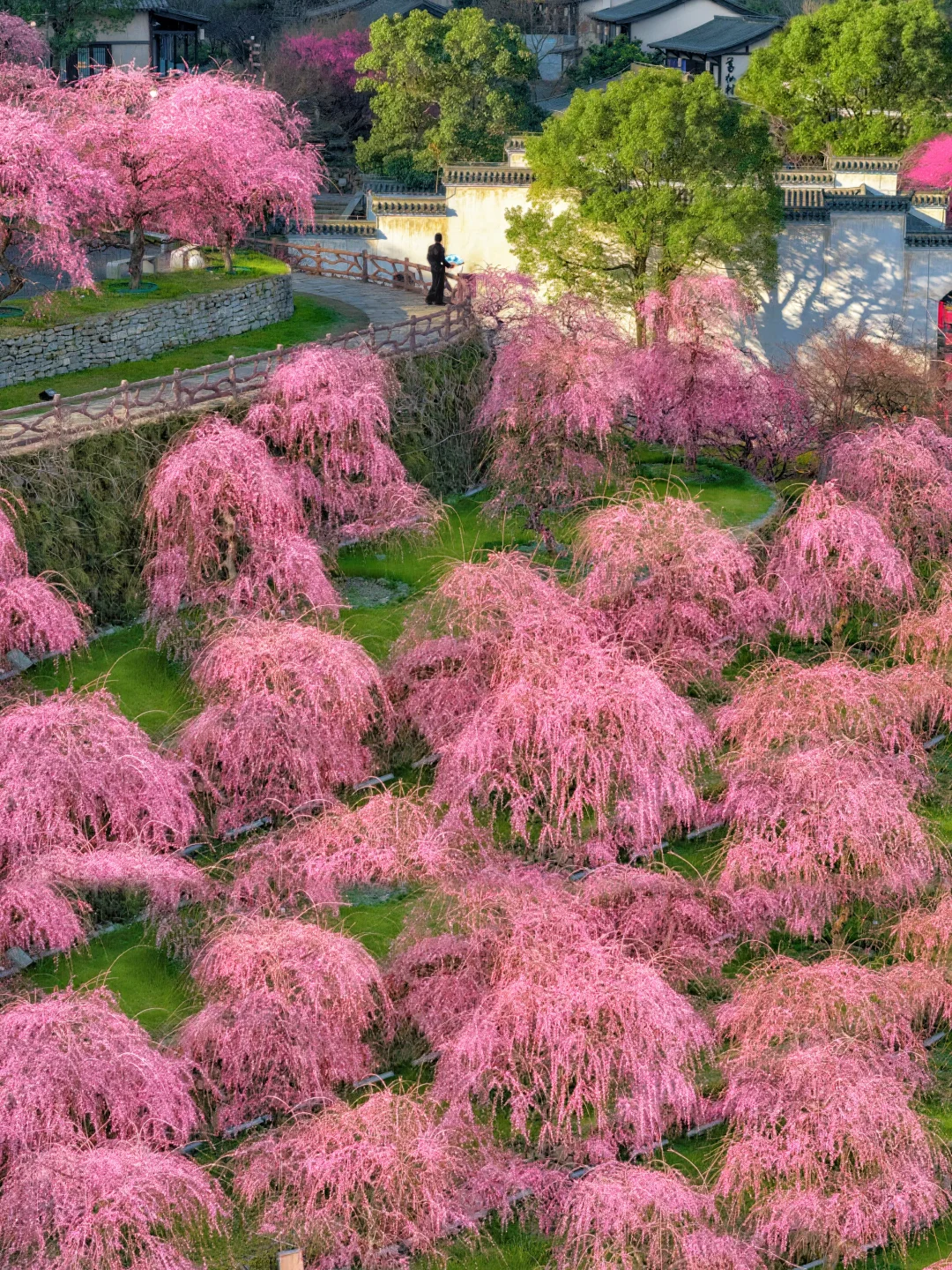 比起婺源 🌸我更爱中华灵宝第一山的绝色