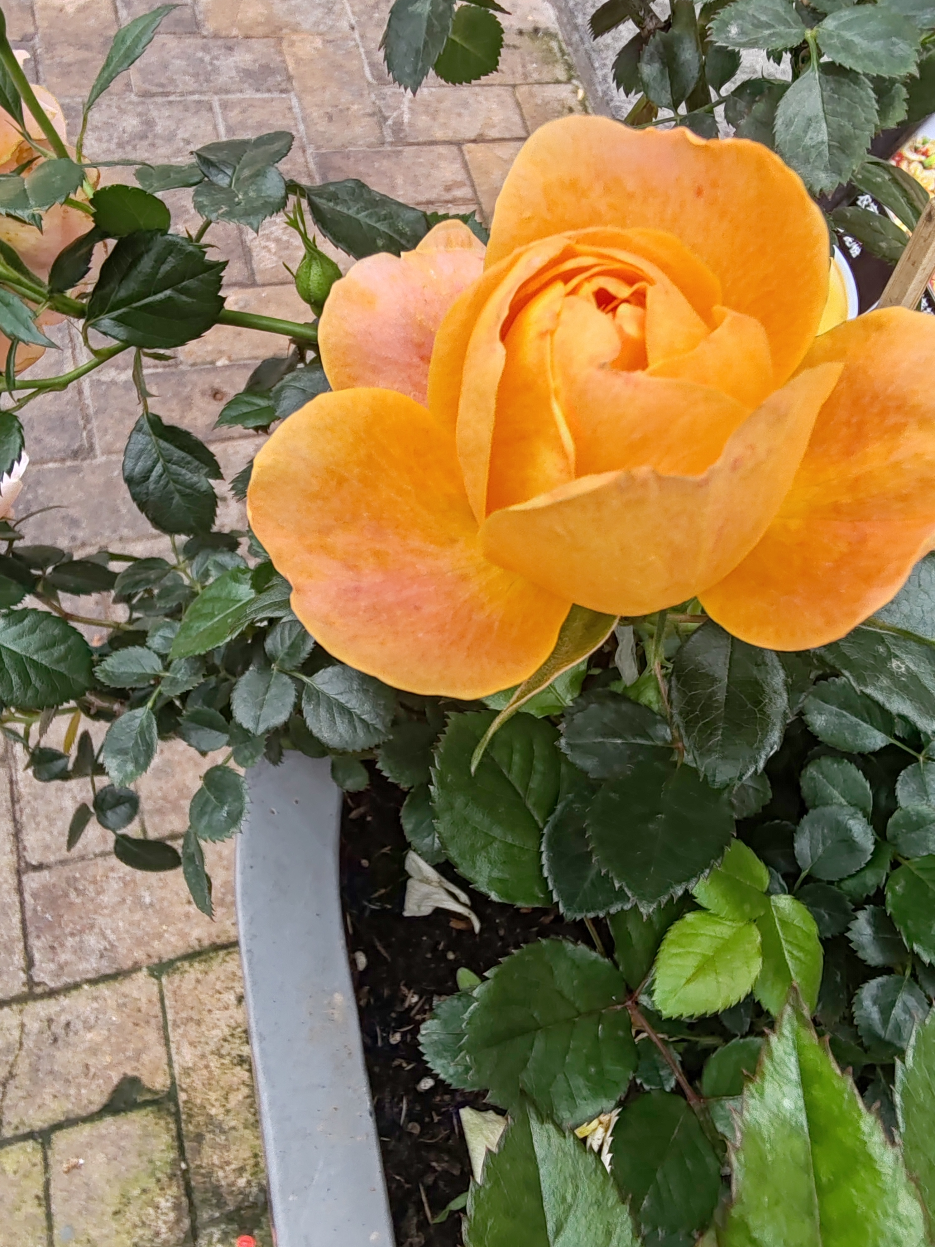 任嘉伦和王鹤润的组合很有新鲜感，剧情设定是“美强惨”男主遇上“独立坚韧”女主，主