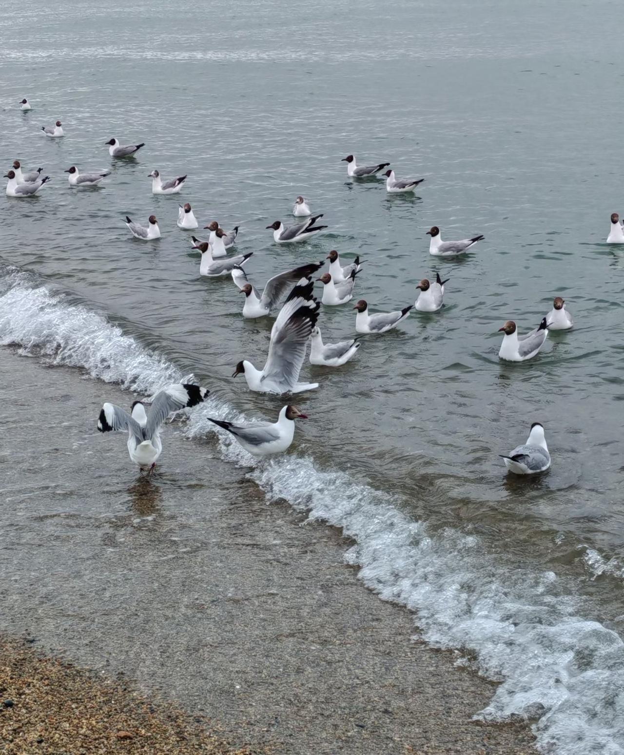 你见过青海湖上的棕头鸥吗？
这个就是青海湖上的棕头鸥。
每年春夏，大批量飞到青海