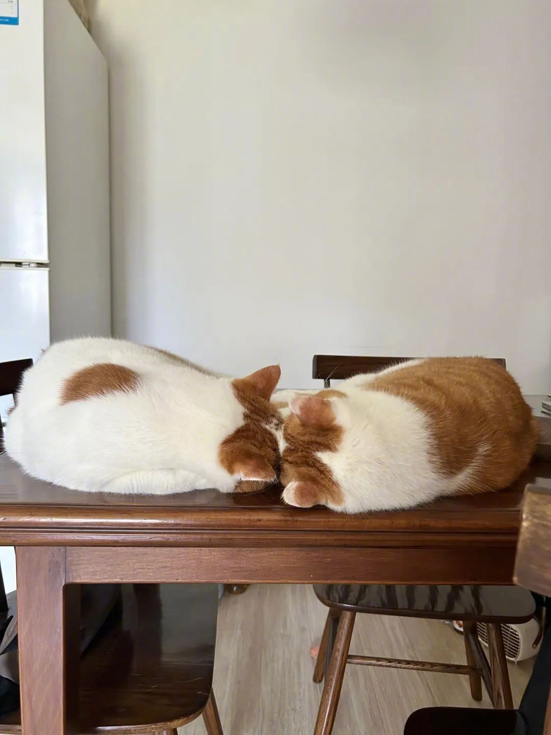 小猫是平淡生活的解药！​​​