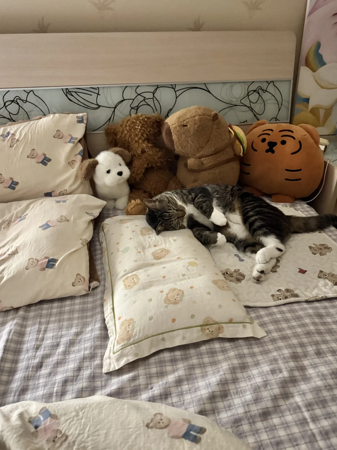 陪睡员在自己猫位乖乖入睡