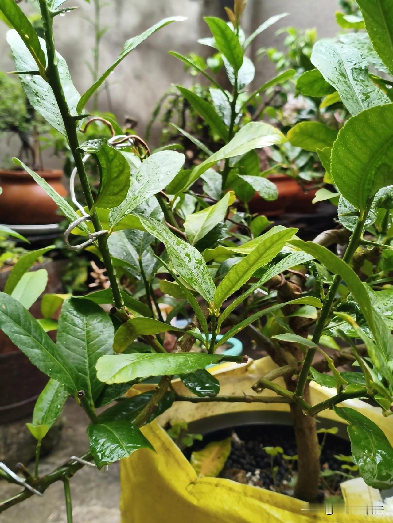 《  过 寒 的 小 柠 檬  》
[微风][微风][微风]  [给力]  [微