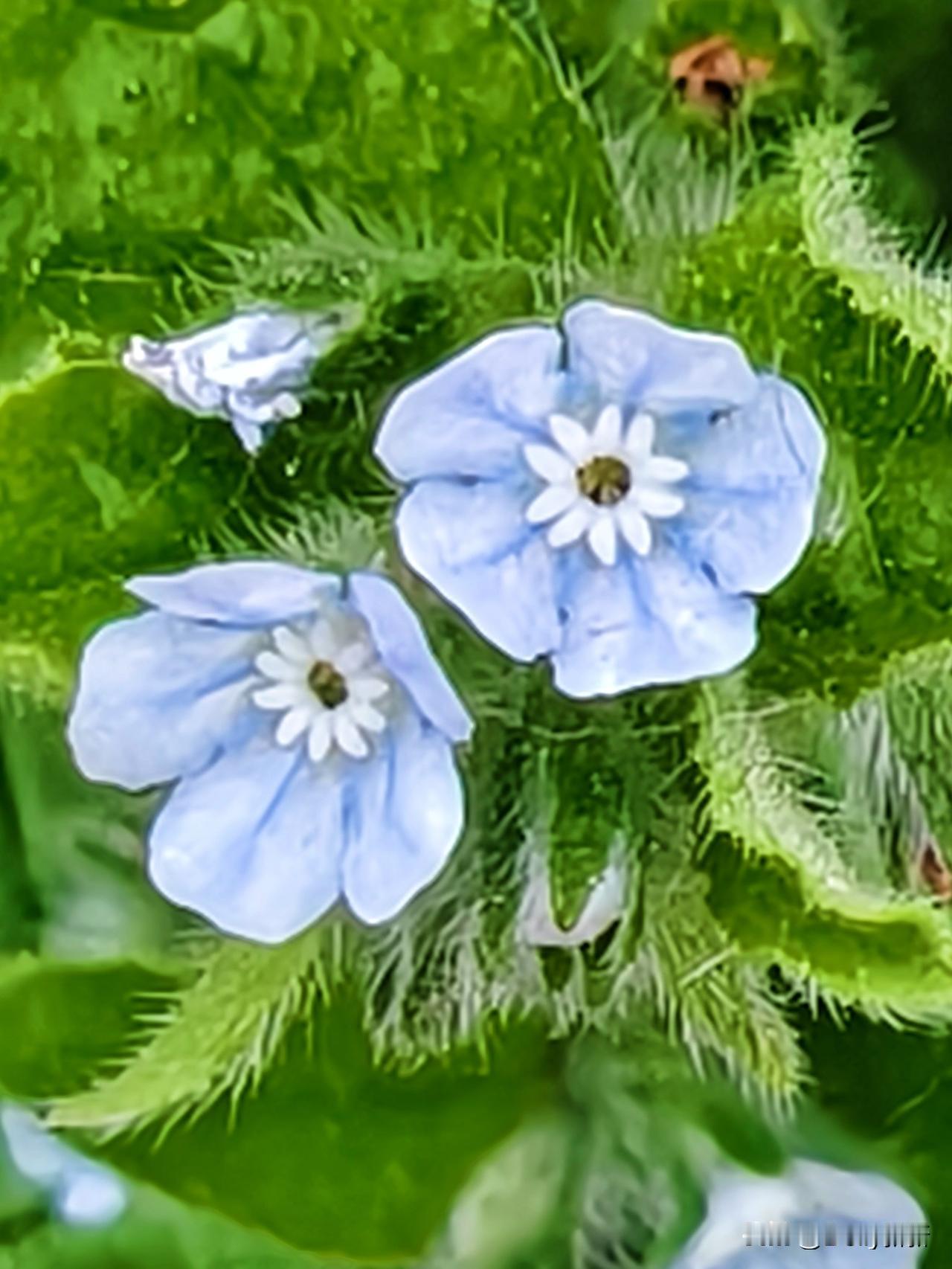 七律·斑种草
野径荒坡自在生，纤枝密毛缀轻英。
淡蓝碎蕊凝朝露，浅碧柔条沐晓风。