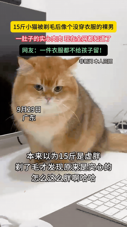 “这下全网都知道了”这只猫体重达15斤，剃毛后被调侃像“没穿衣服的裸男”，且原本