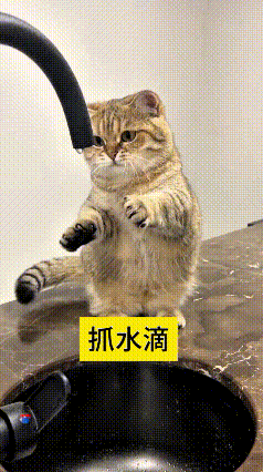 看到这个视频，瞅瞅这只小猫咪，水管坏了，滴哒水，它可看到又好奇了，支棱俩小爪子搁