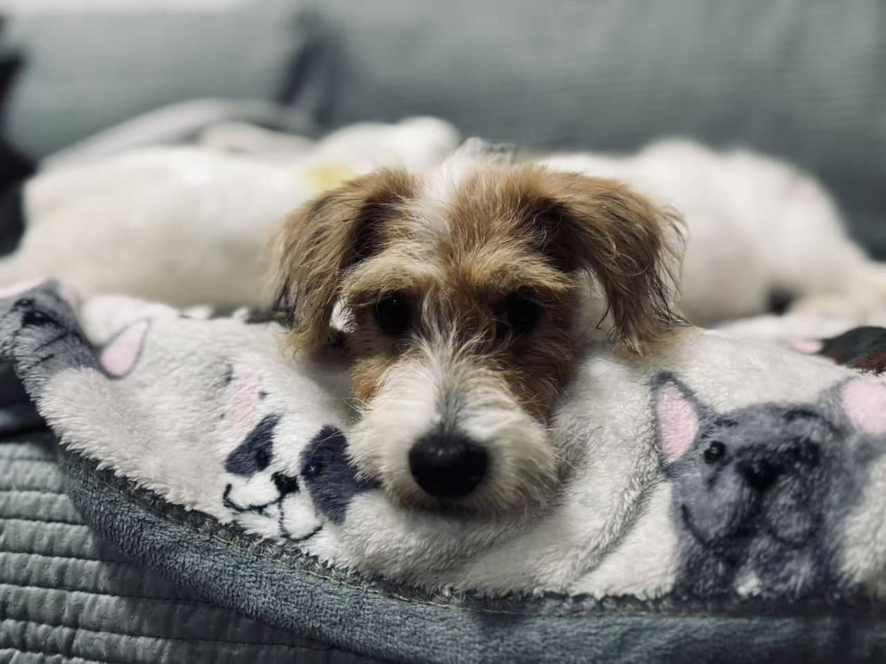 珠海，杰克罗素梗串串🐶找领养！

🐶情况
约两三个月，母，成年后本人负责绝育
