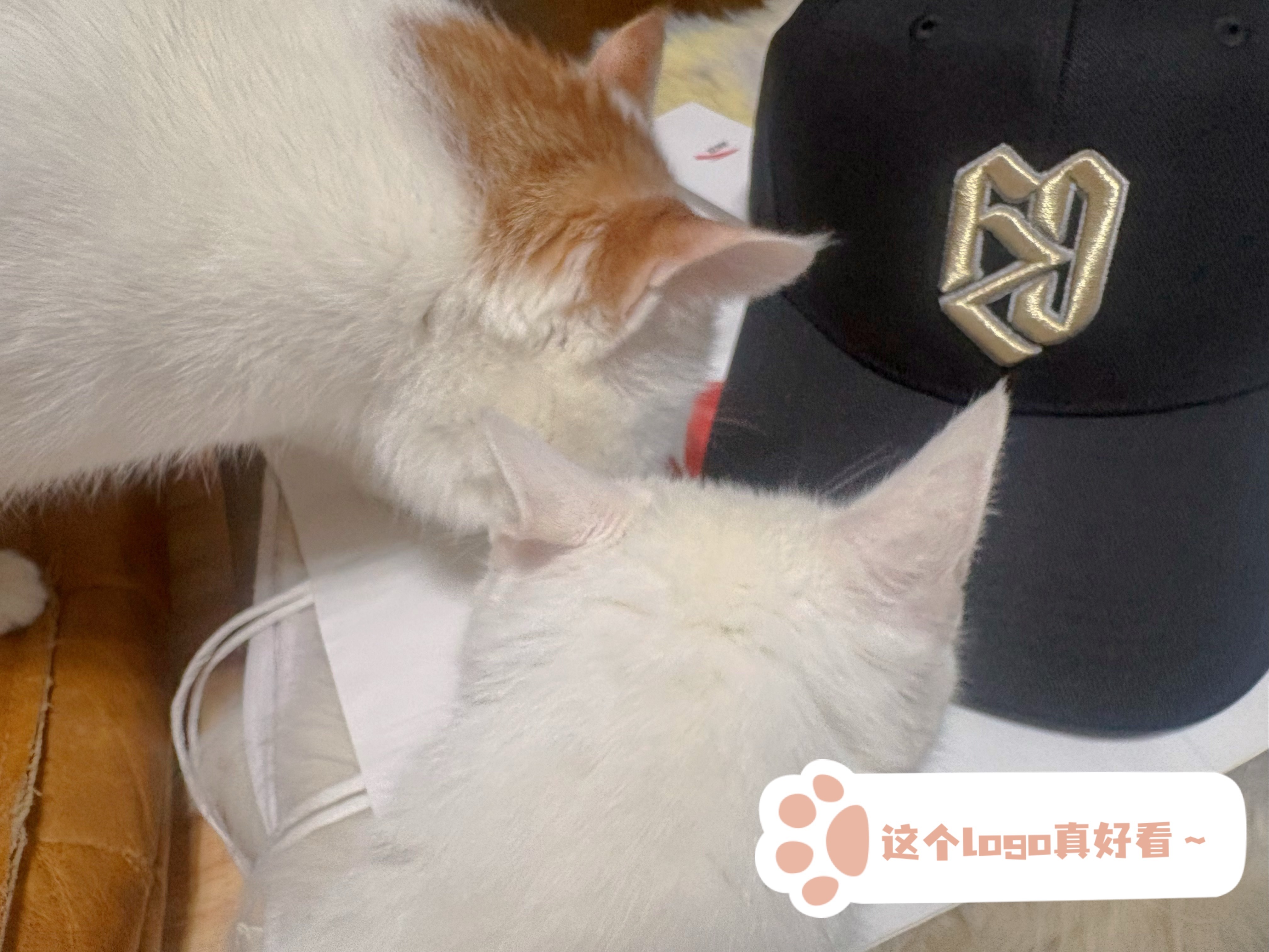 安踏樊振东系列 感谢，心心念念的帽子，终于拥有了～验收官照旧是麦胖。雪球这次也参