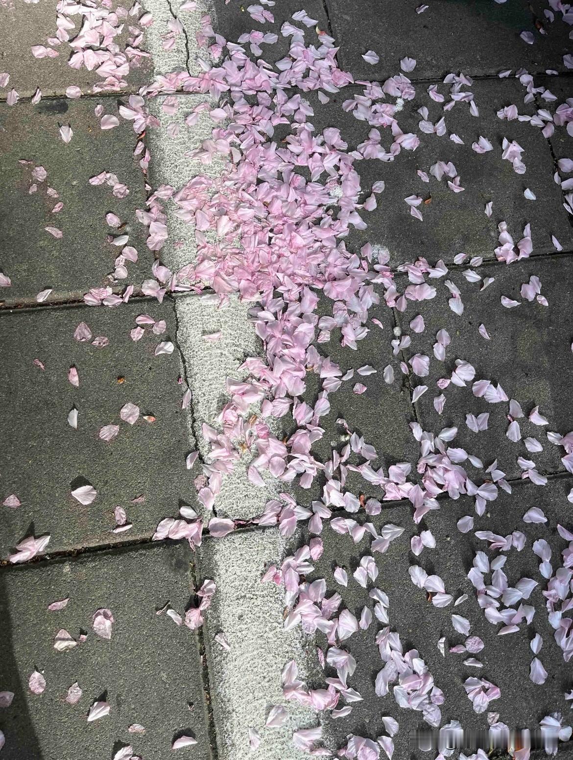 这个春天，我发现了这个城市原来有那么多的樱花。
在过去岁月里，樱花是个传说，传说