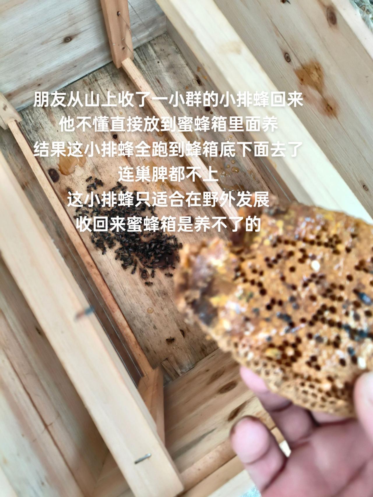 朋友从山上收了一小群的小排蜂回来
他不懂直接放到蜜蜂箱里面养
结果这小排蜂全跑到