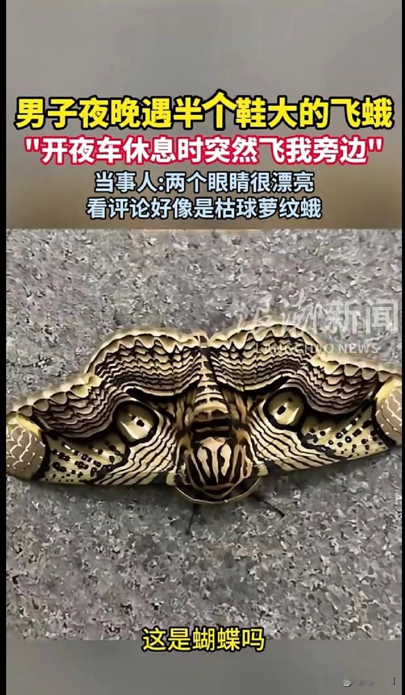 “家人们快来看！广东河源一男子开夜车休息时，突然飞来一只半个鞋大的飞蛾！当事人说