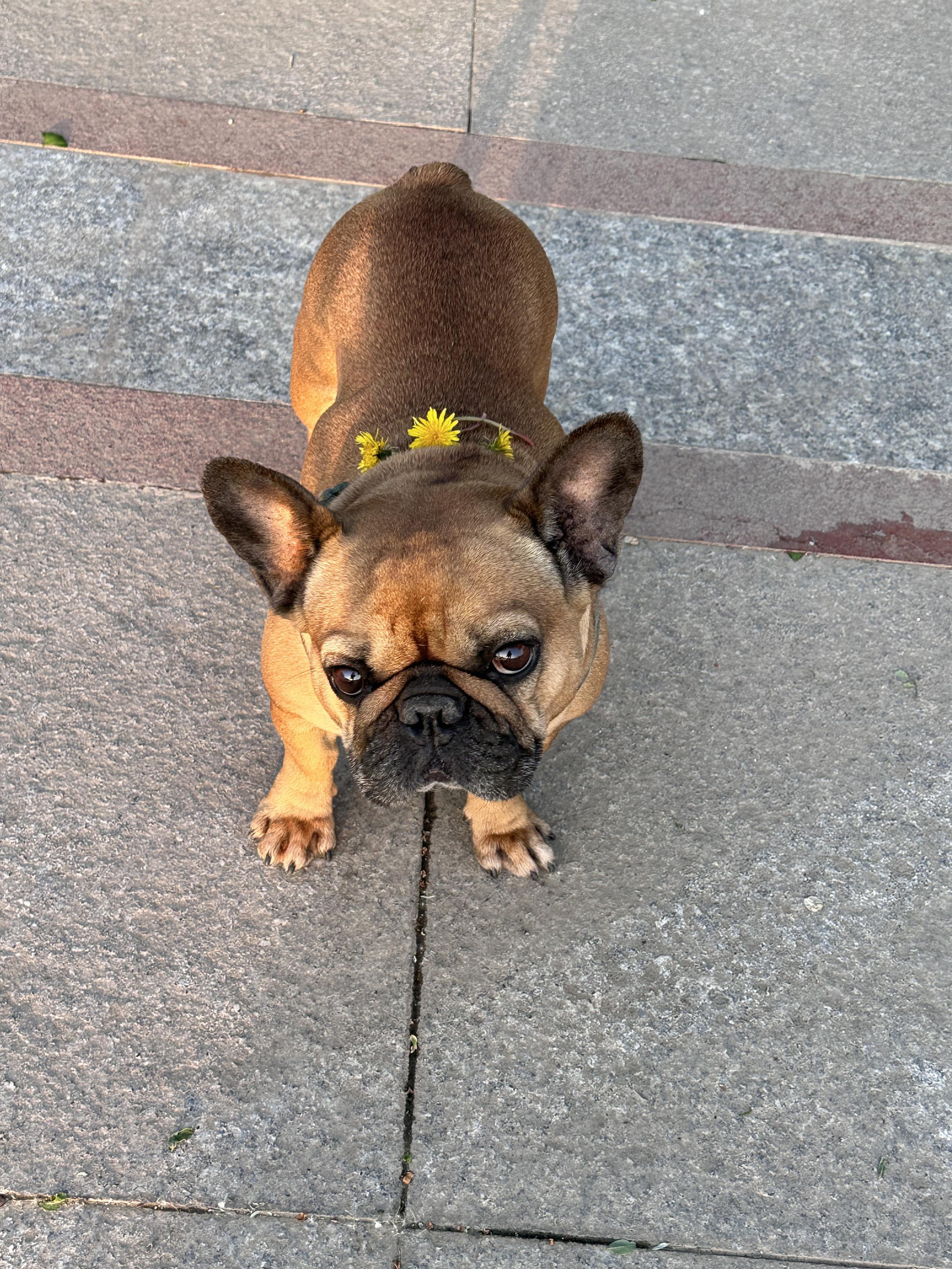 社会没有参天树 我叫咖啡你记住