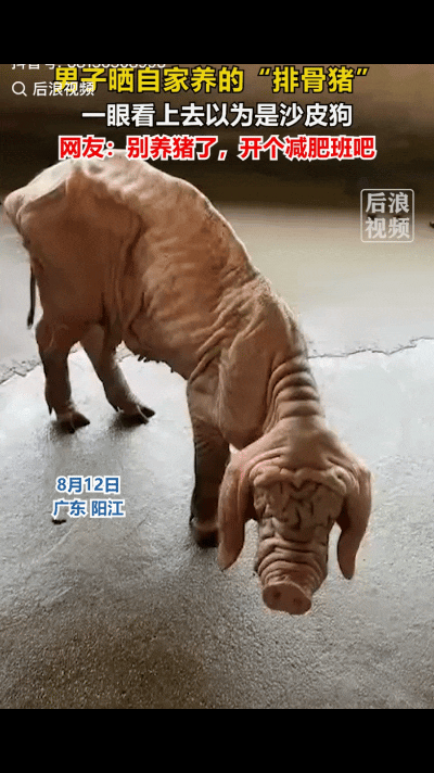 “笑不活了！”广东一网友晒出了自家养了两年的猪，本以为会是胖得走不动道的猪，不料