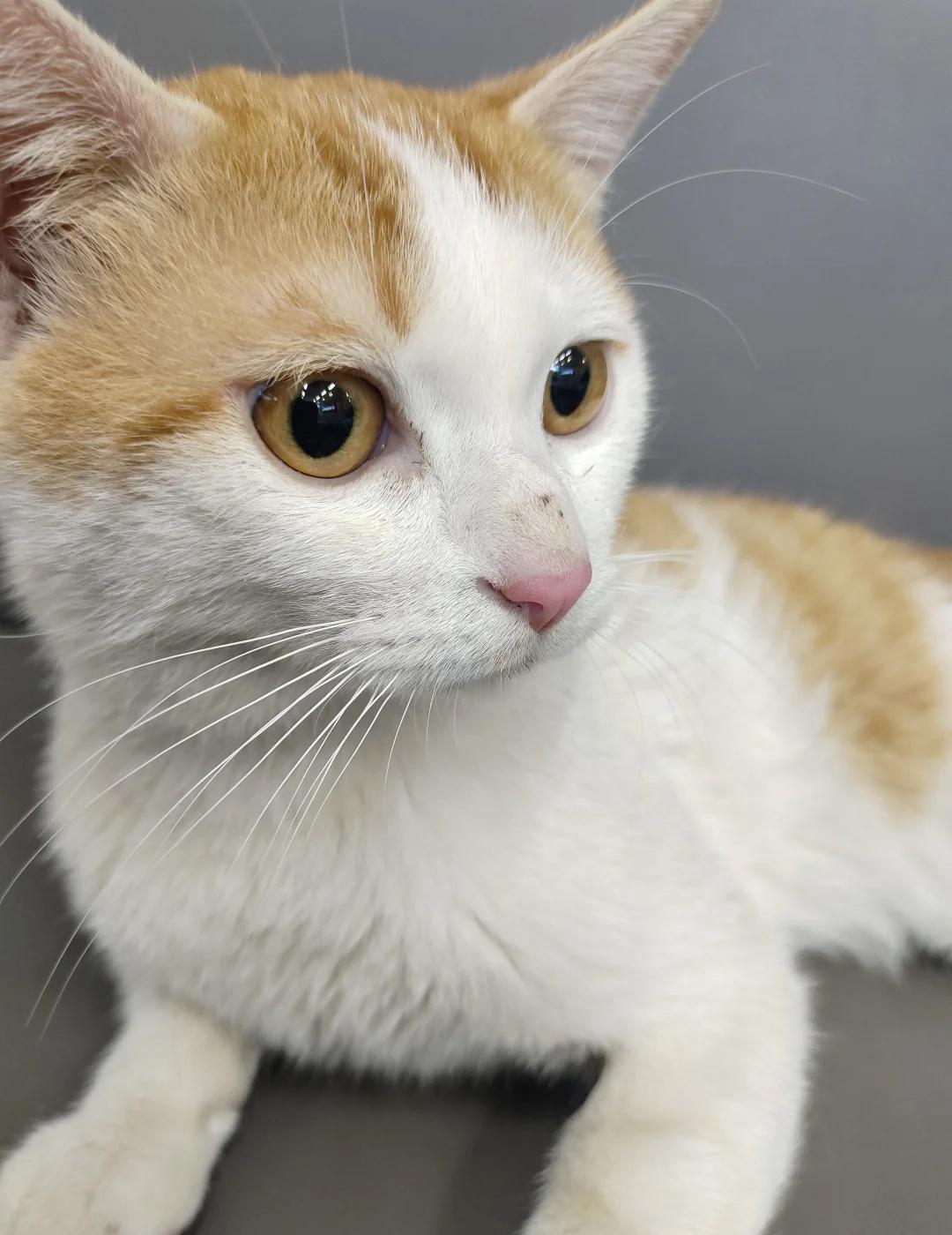 万家丽附近找猫！
银力家园这里昨天小猫跑丢了，一只橘白公猫，名唤六六，很调皮的臭