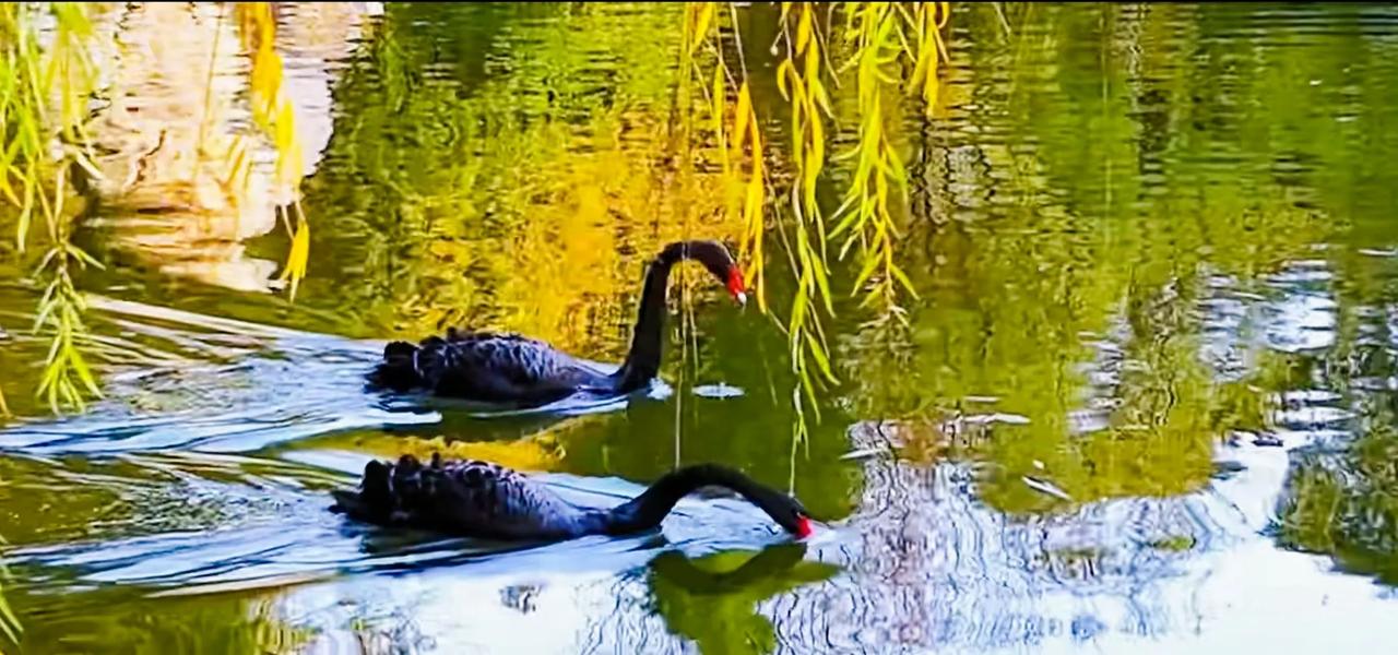 初冬清华园，风景美翻天。