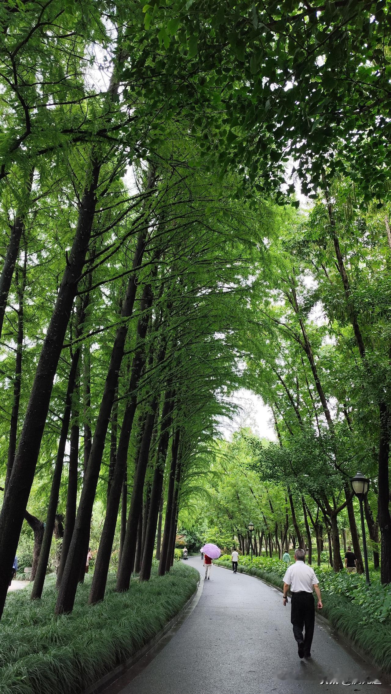 真心话茶局初夏的公园成排的绿树成荫，仿佛空气也格外清新，在这里休闲散步令人心旷神