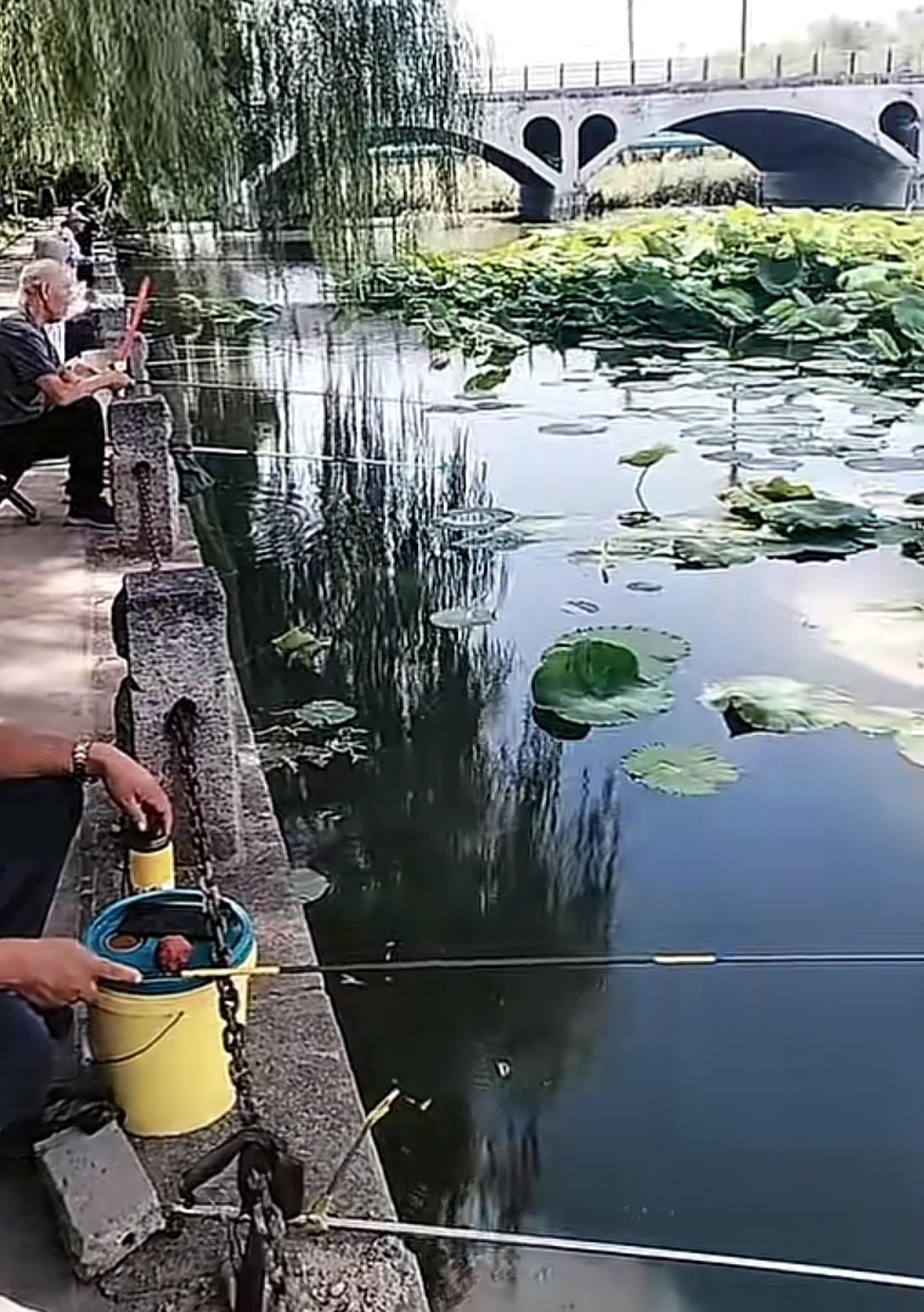 邹平黛溪河：蝉鸣荷香钓闲情


这天儿一到伏天，蝉鸣扯着嗓子叫个不停，河面上荷叶