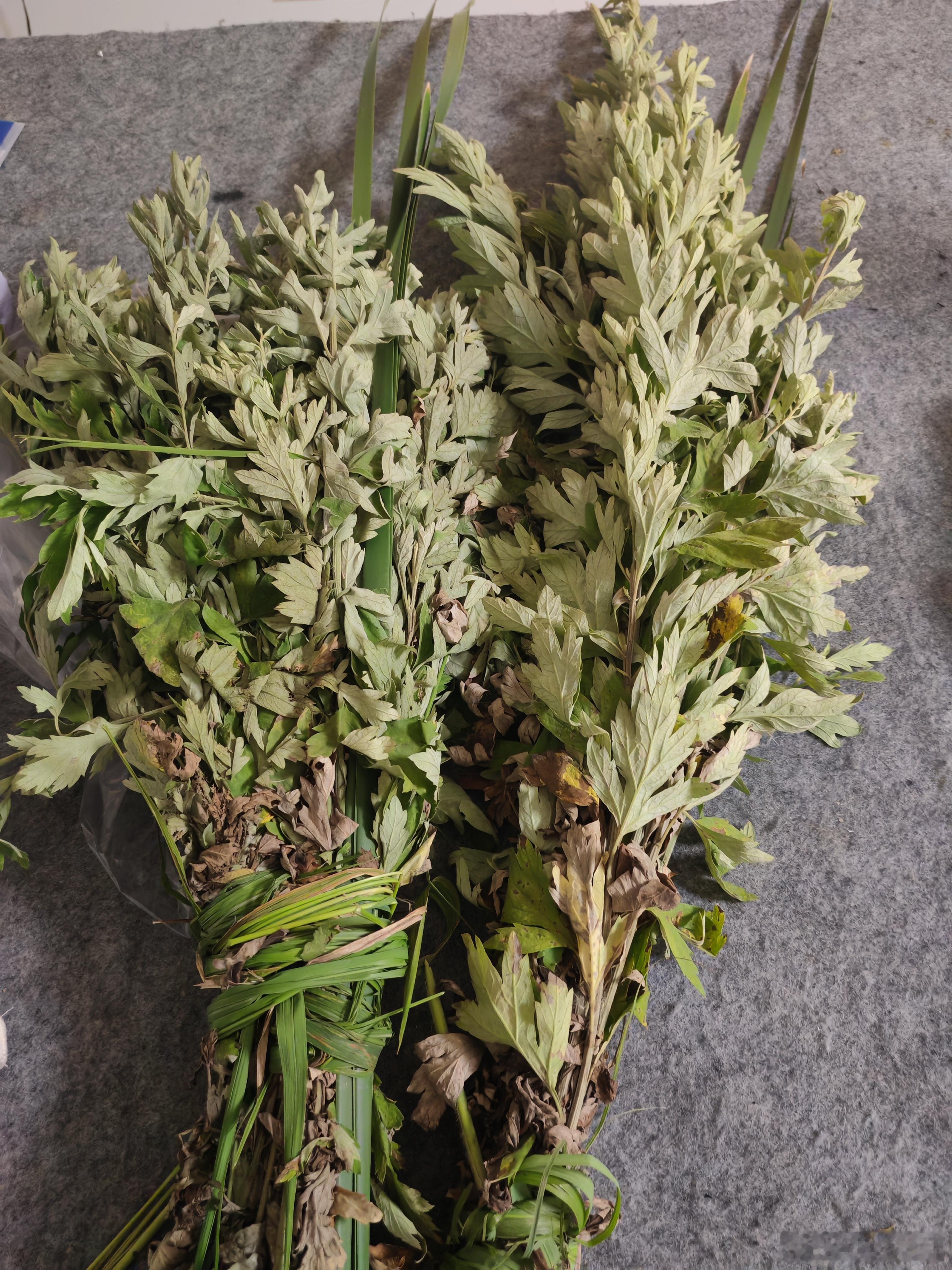 今日端午昨日提前备好两束艾草菖蒲，当地传统端午的小仪式。一般挂在家门两侧，借草木