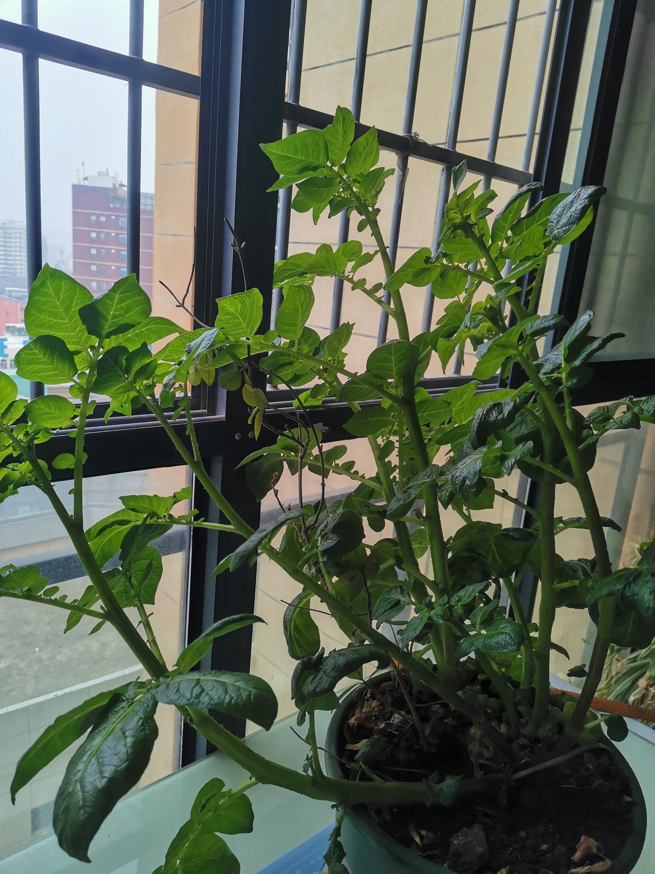 今天是腊月十九
阴天，小县城被雾霾笼罩，
沿街商铺传来叫卖声，
我听到这种叫卖吆