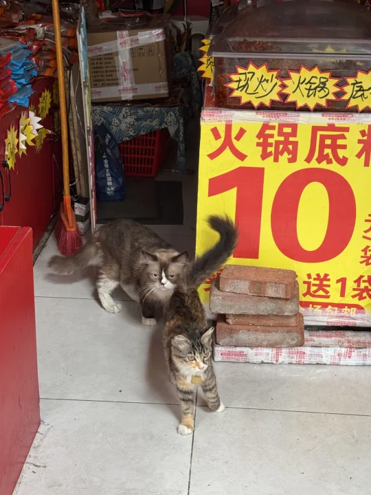 在重庆街头偶遇的火锅小猫~