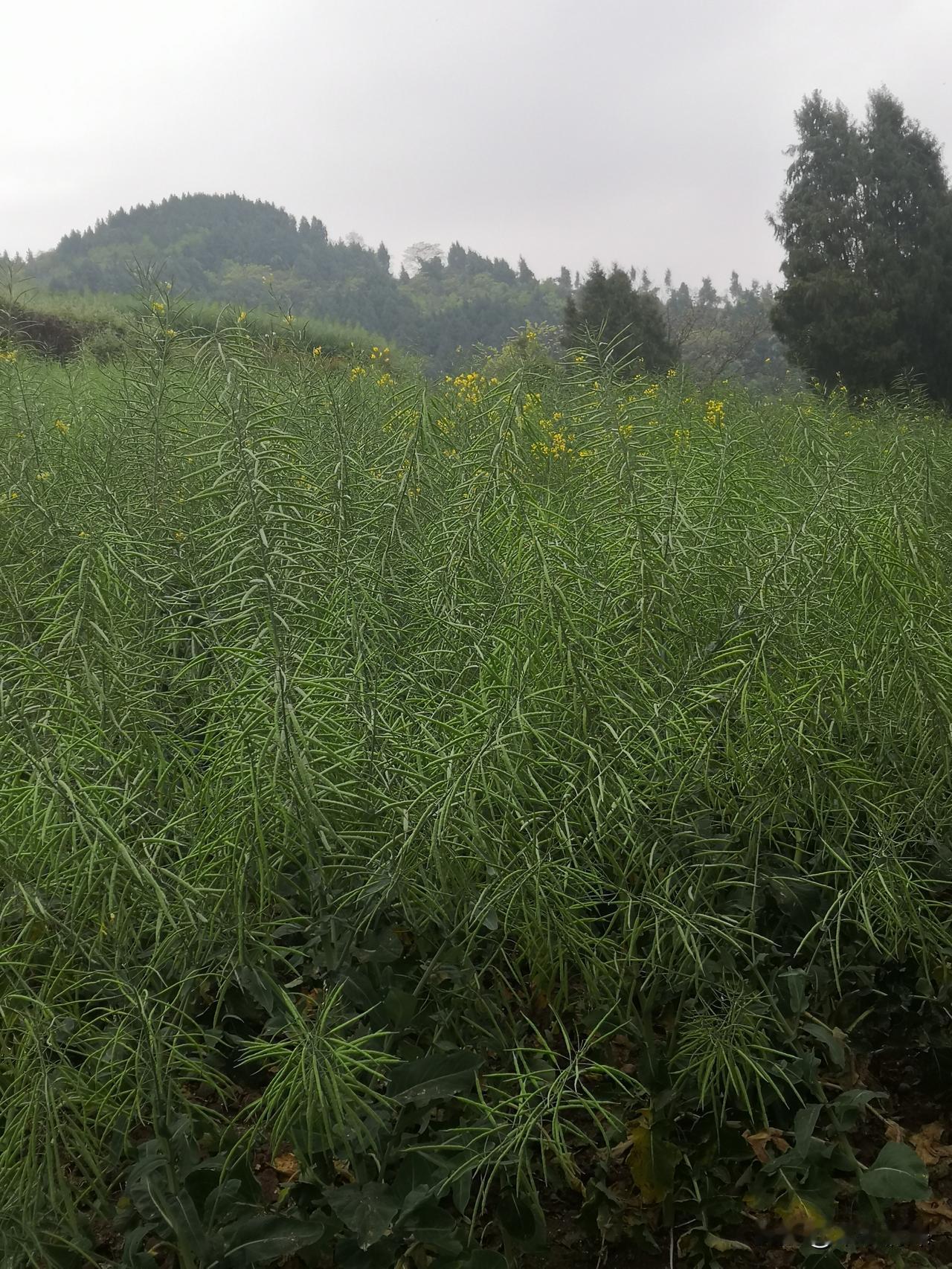 农村的污染从哪里来?有人说，农村没有污染，大家肯定是相信的。也有人说，农村有污染