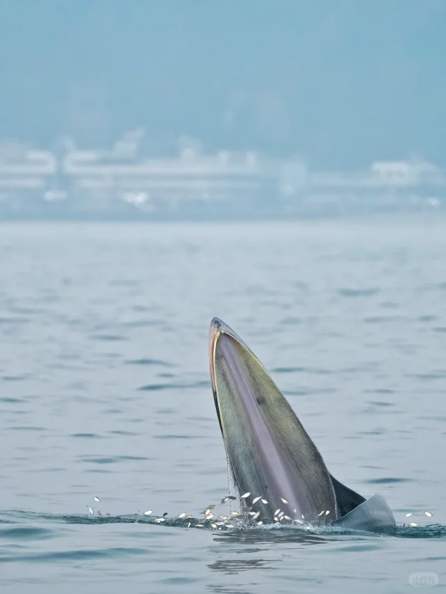 提问：什么叫惊喜？？