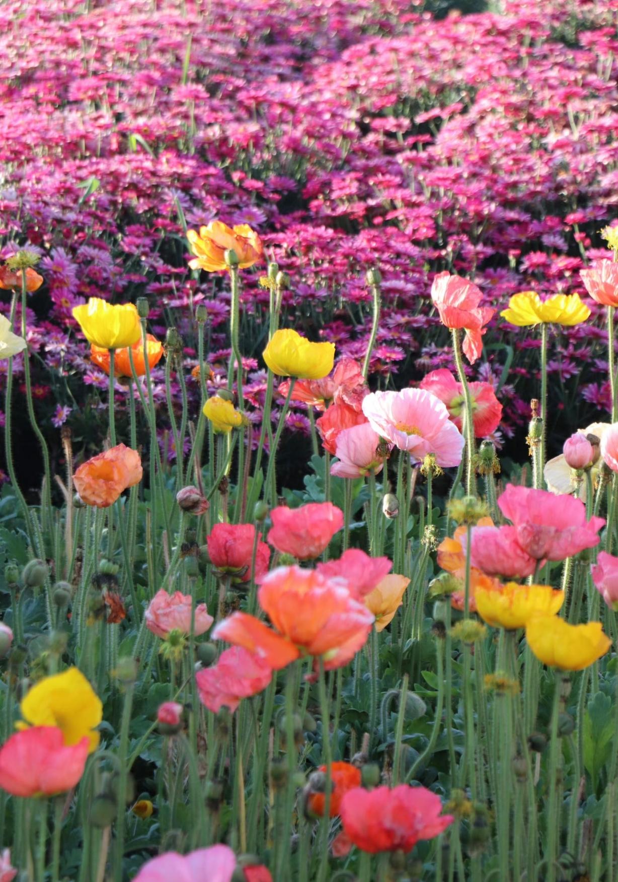 春游大理，洱海虞美人花海，藏着最温柔的春天
 
春日的大理，总藏着不期而遇的浪漫