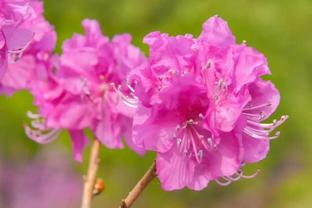 有没有漂亮的花朵图片吗