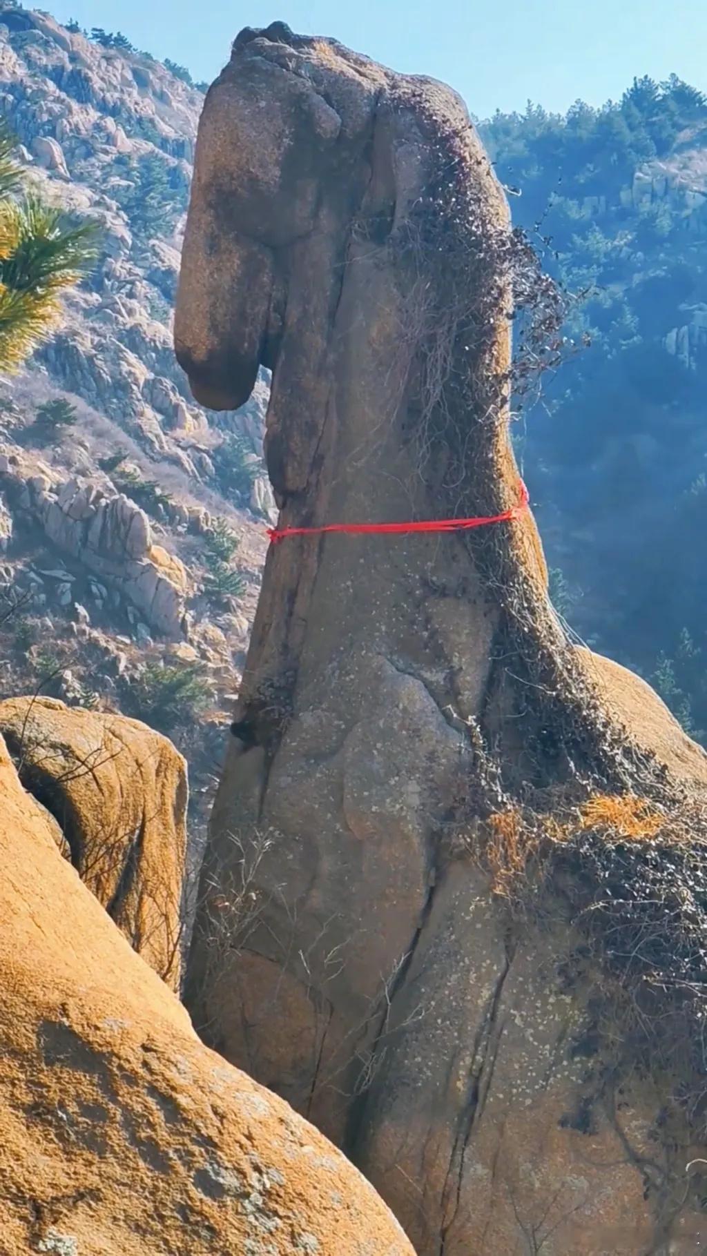 青岛一块马年骏马石火了 这也太像了！马年大家马上有💰！看来今年得不少游客去打卡