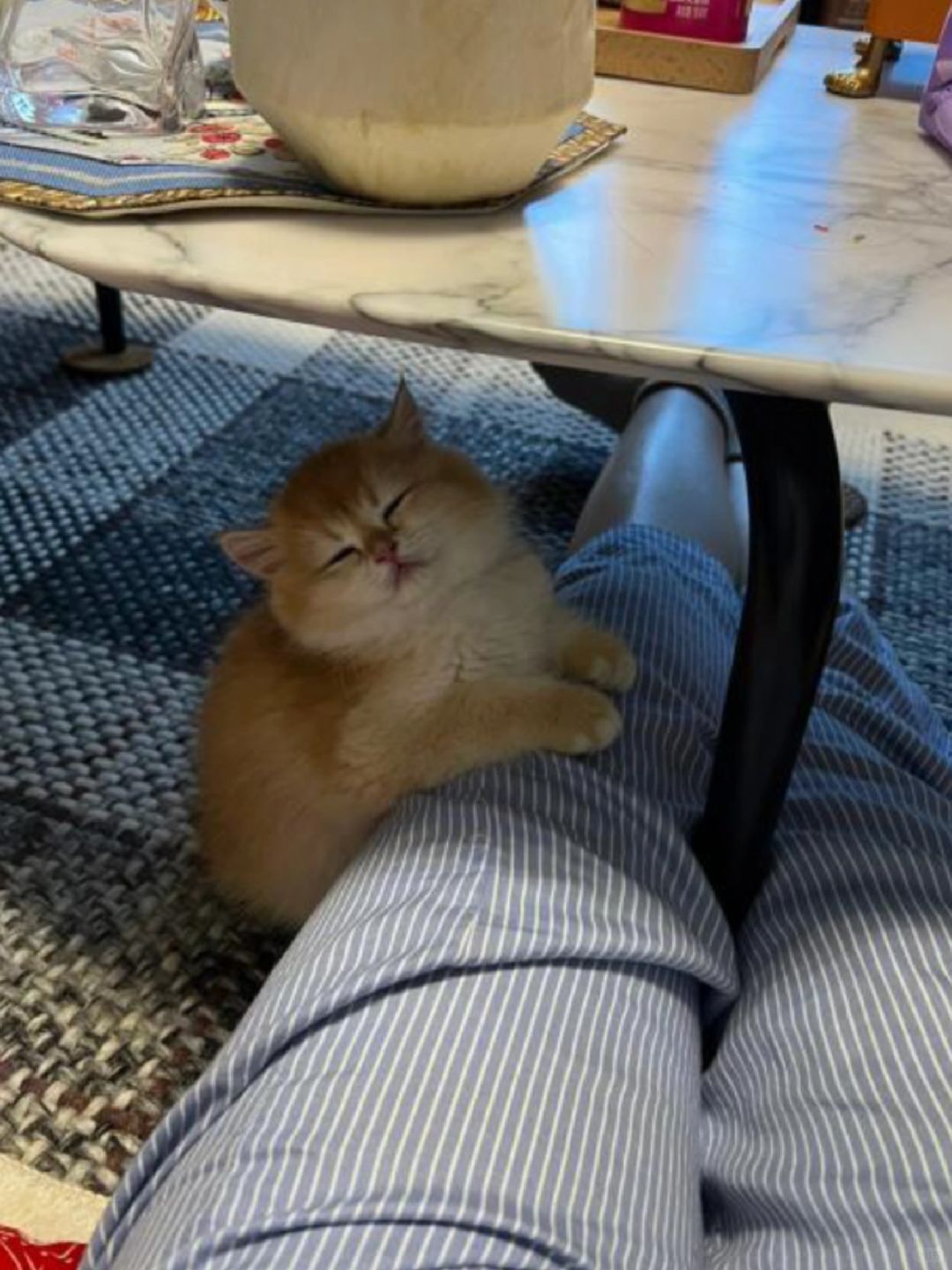 被60w人围观睡觉的小猫长大了～