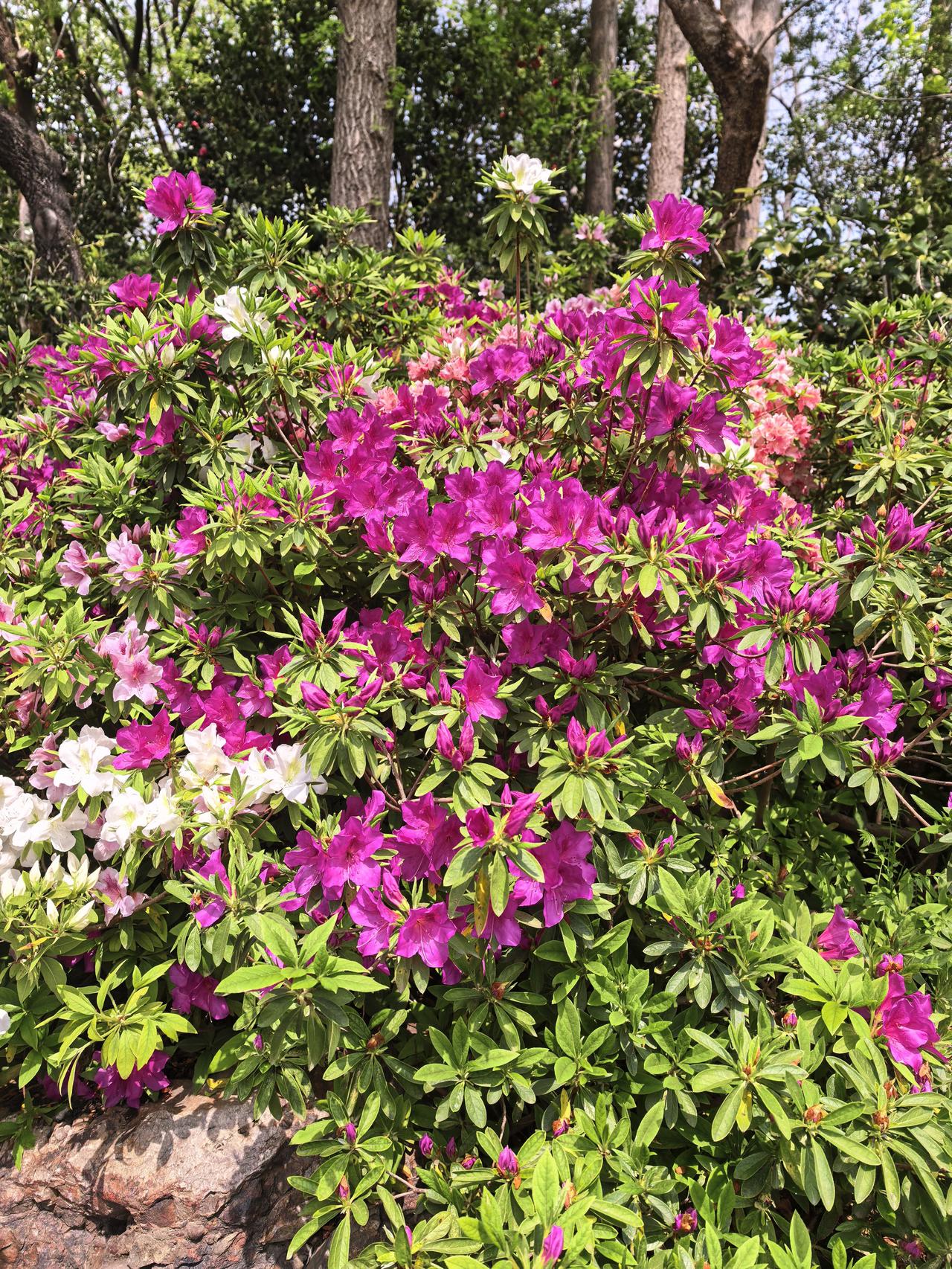 这就是春天
风不再凛冽
把温柔还给大地
雨细如丝
悄悄润醒沉睡的生机
花开了
不