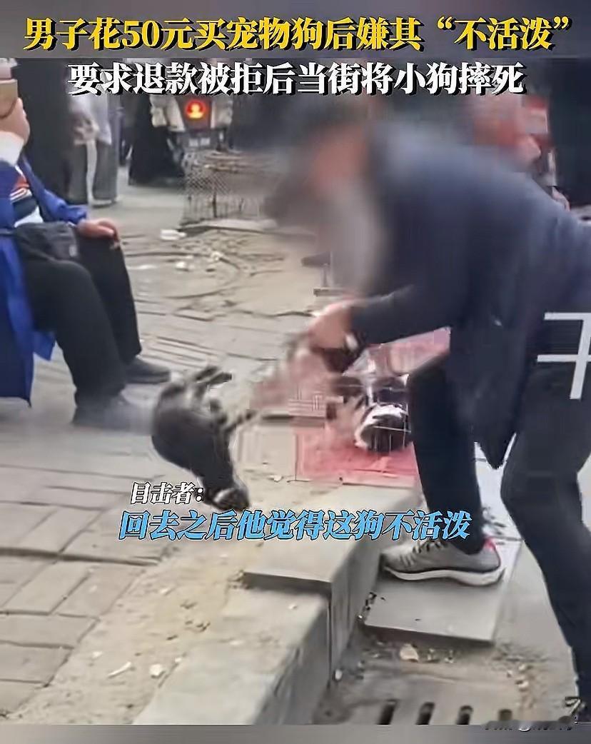 就因为50块买的小狗不活泼，竟然把它活活摔死在大街上。真的没法理解这种人，50块