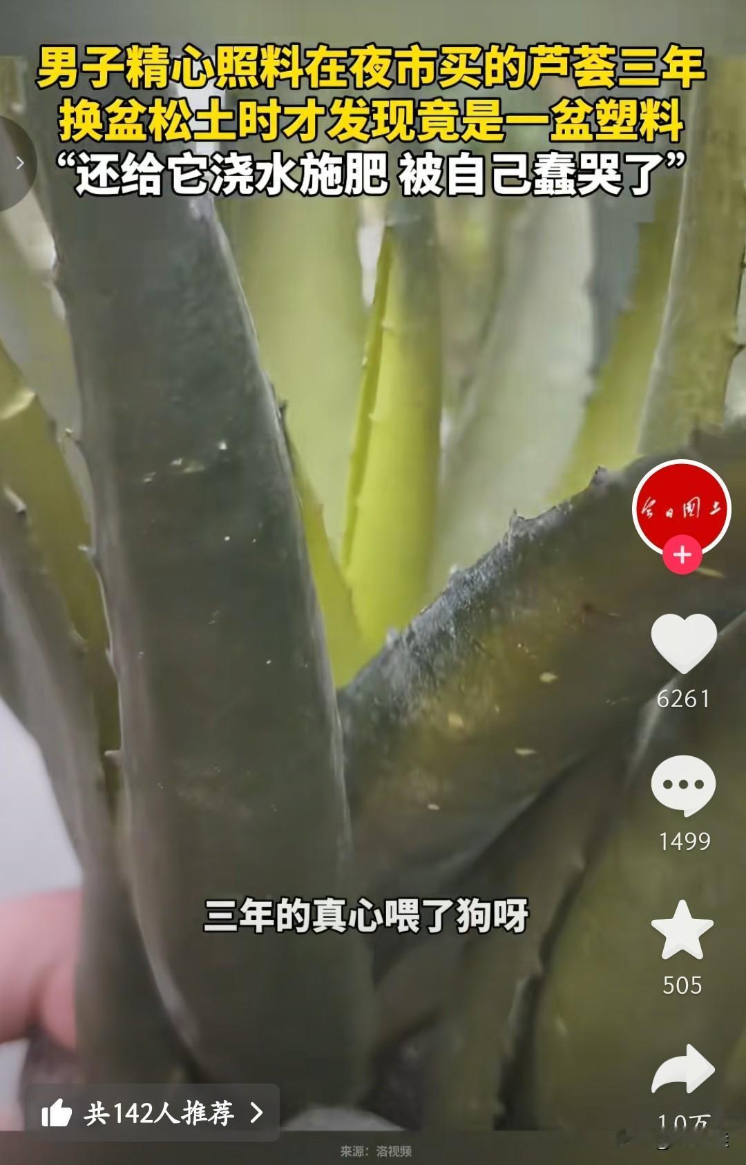 三年了，你真的有认真对待过它吗？看似是假芦荟，却好像是在说人之间的感情！

如果