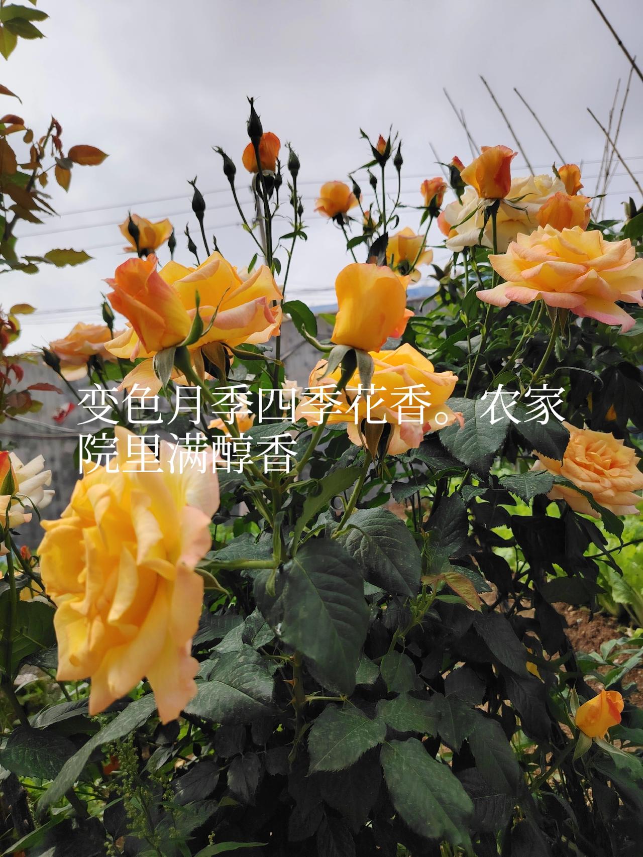 一一兔哥
在老家，奶奶往的小院里，变色月季四季开放，醇香满园。
山东日照1