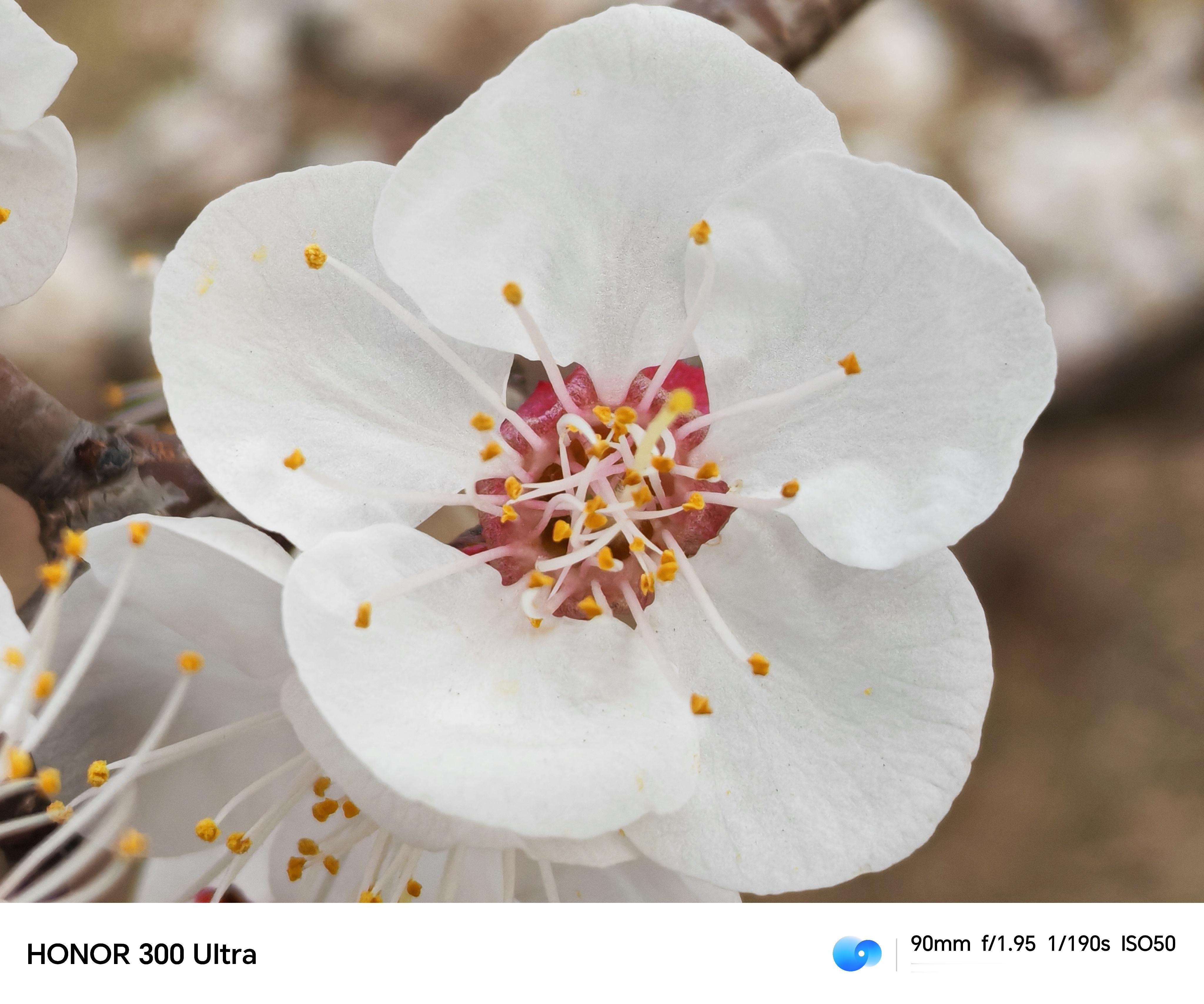 荣耀俱乐部[超话]《春暖花开时节》荣耀300﻿ ﻿ Ultra微距 ​​​