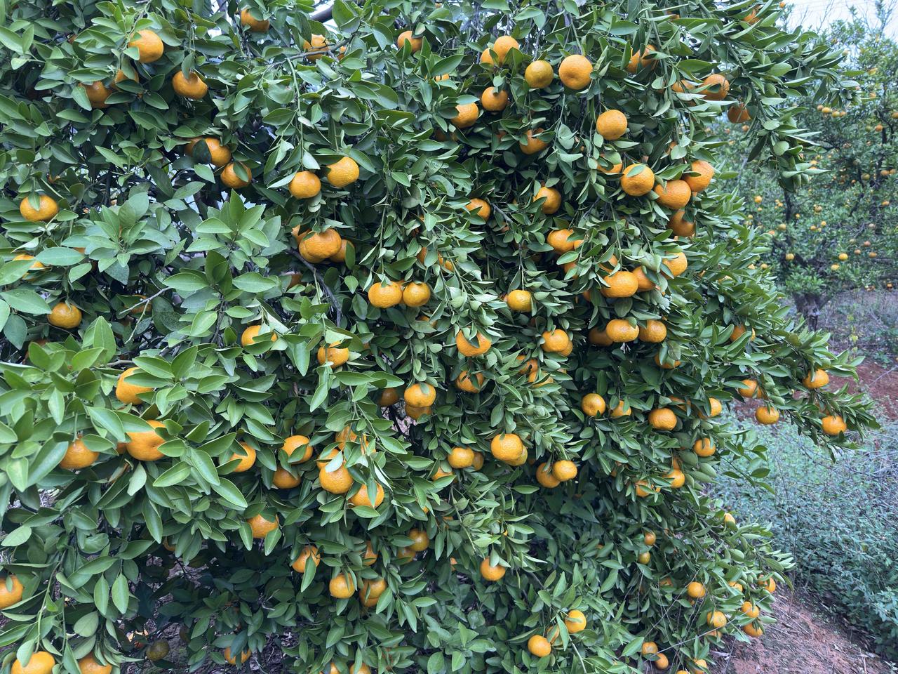 与其坐在麻将桌上花钱消磨时间，不如去城郊的乡下徜徉于青山绿水间，邂逅意外的收获。