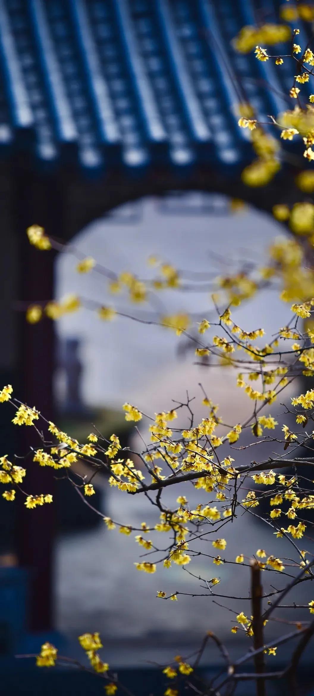 由于我的无知，我对生存方式只有一个非常普通的信条：不许后悔。——坂口安吾