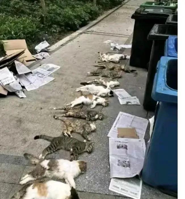 看到这张图片，心里真的很难过。十几条鲜活的小动物的生命被无情的剥夺。
物管用极端